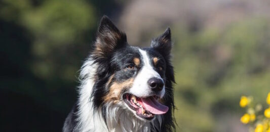 Perché il mio cane è aggressivo verso le persone? perchè il mio cane è aggressivo