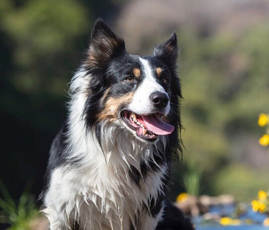 perchè il mio cane è aggressivo