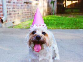 pet virtual party