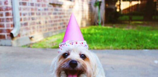 pet virtual party
