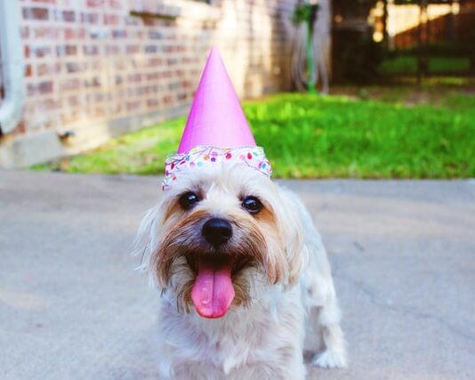 pet virtual party