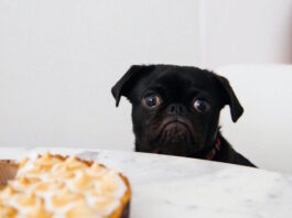 Seguire un rito alimentare? Utile per creare una stretta relazione con il cane rito alimentare