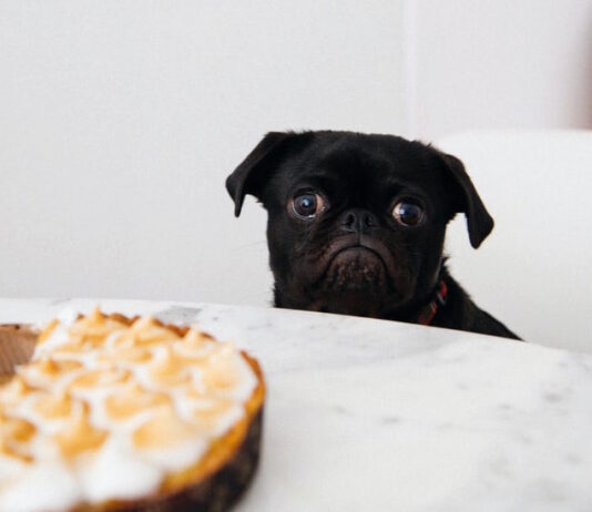 Seguire un rito alimentare? Utile per creare una stretta relazione con il cane rito alimentare
