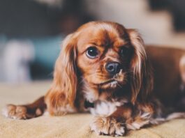 Servizio di ascolto per i pet owners, l’iniziativa dell’OMV di Cuneo servizio ascolto omv cuneo