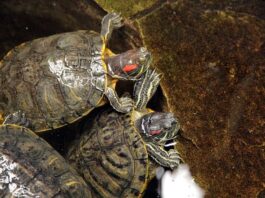 Trachemys scripta, la tartaruga d’acqua aliena nei nostri stagni trachemys-scripta