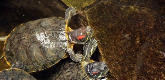 trachemys-scripta