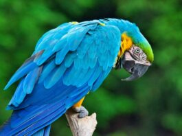 volare necessità uccello