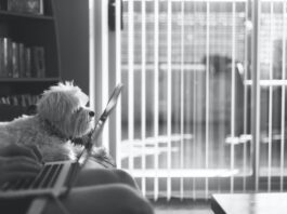 animali in ufficio