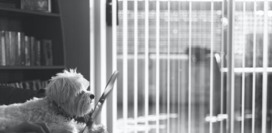 Animali in ufficio riducono lo stress: via libera all’Università di Verona animali in ufficio