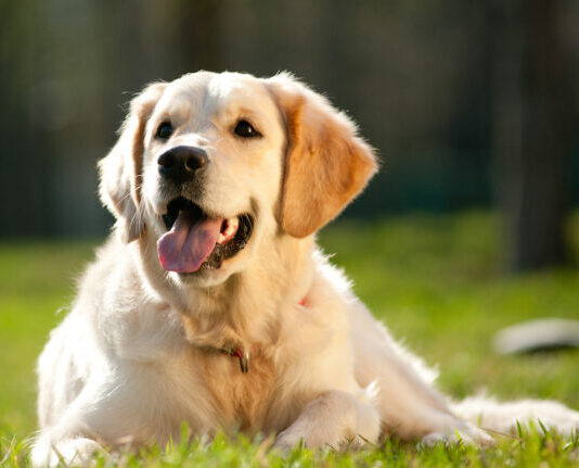 Artrite del cane: come affrontarla? artrite-cane