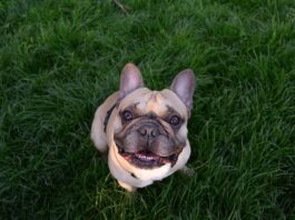 bulldog francese e fratture