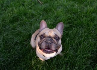 bulldog francese e fratture