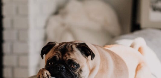 Calore del cane: quanto dura e come gestirlo? calore-del-cane