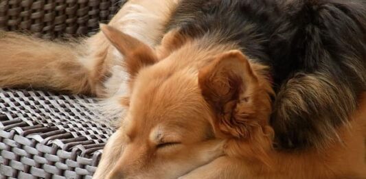 cane-gira-su-se-stesso-prima-di-accucciarsi
