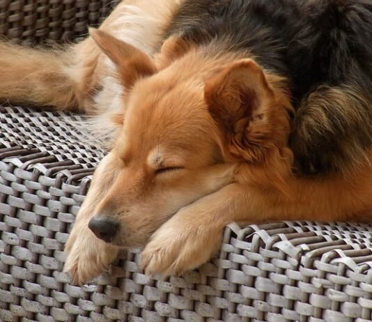 cane-gira-su-se-stesso-prima-di-accucciarsi