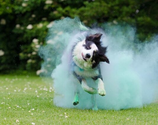 perché il mio cane è iperattivo