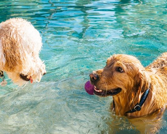 cani e infortuni