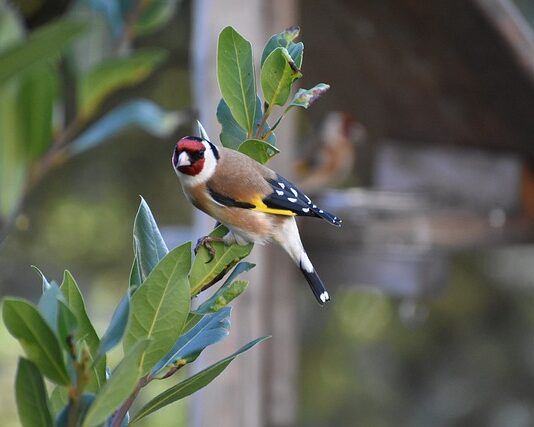 Cardellini: biologia, alimentazione e allevamento cardellini