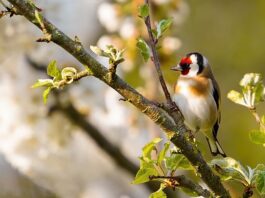 Il cardellino, un piccolo passeriforme dalle grandi noti canore cardellino