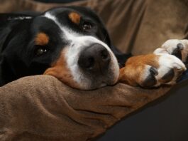 come-dimostrare-di-essere-il-proprietario-di-un-cane