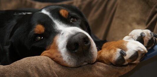 come-dimostrare-di-essere-il-proprietario-di-un-cane