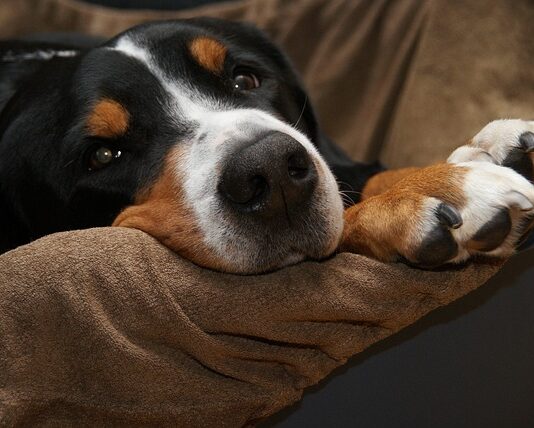 come-dimostrare-di-essere-il-proprietario-di-un-cane