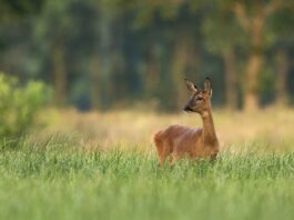 effetto-del-lockdown-sugli-animali