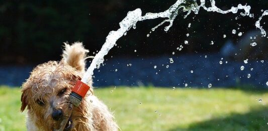 estate e animali domestici