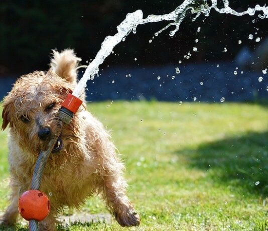 Estate e animali domestici: i suggerimenti dei medici veterinari estate e animali domestici