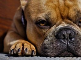 filariosi nel cane