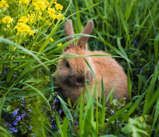 forasacchi-e-conigli