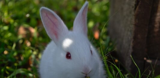 forasacchi-nel-coniglio