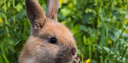 il-coniglio-può-prendere-le-zecche