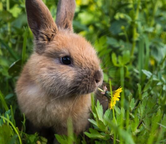 il-coniglio-può-prendere-le-zecche