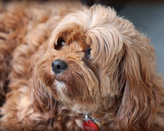 ipotiroidismo-nel-cane
