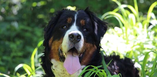 leptospirosi nel cane