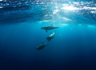 Tutti pazzi per il Mediterraneo! Un progetto per studiare la biodiversità marina mediterraneo biodiversità