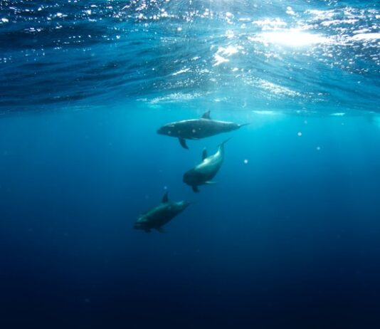 mediterraneo biodiversità