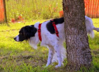 perché il cane alza la zampa per fare pipì