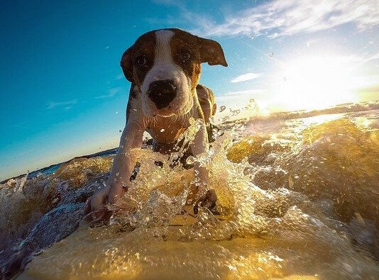 Vacanze a quattro zampe? Tripfordog.com, il motore di ricerca dog friendly tripfordog