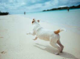 vacanza con il pet
