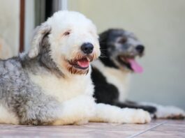 aggressività tra cani