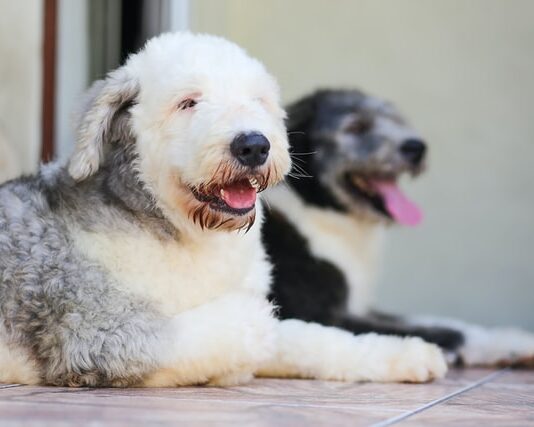 aggressività tra cani
