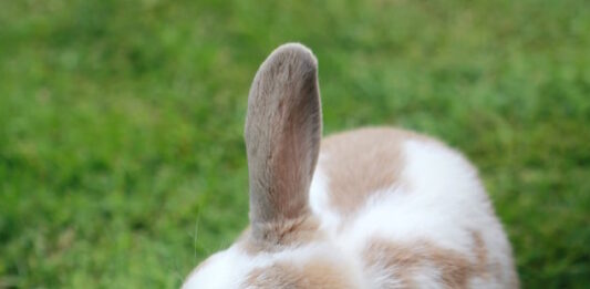 aiutare il coniglio a sopportare il caldo