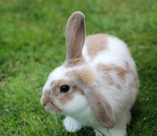 aiutare il coniglio a sopportare il caldo