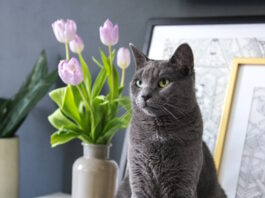 alimenti-pericolosi-per-il-gatto