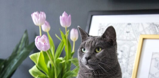 alimenti-pericolosi-per-il-gatto