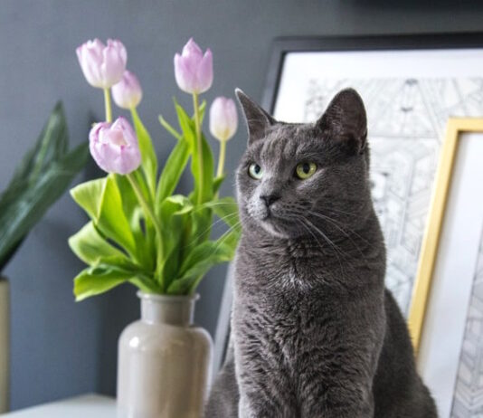 alimenti-pericolosi-per-il-gatto