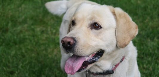 Come scegliere l’alimento corretto per il nostro cane? alimento corretto cane