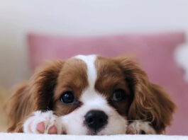 animali adottati durante il lockdown